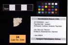 Foto (Objekt + Etikett) von Paguridae indet.  (NHMW-GEO-2017-0093-0022)